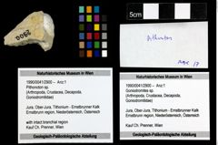 Foto (Objekt + Etiketten) von Pithonoton sp. 